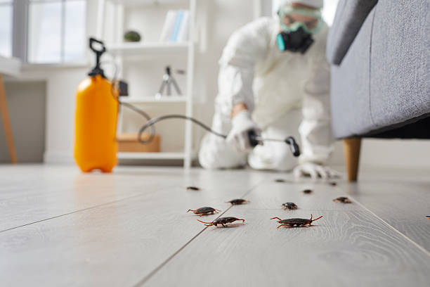 Post-Treatment Bed Bug Interceptor Monitoring in West Park